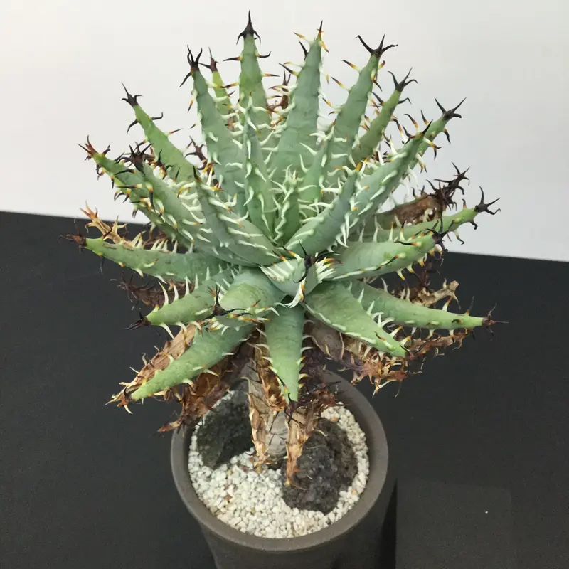 Aloe erinacea アロエ エリナケア | • BOTAN •