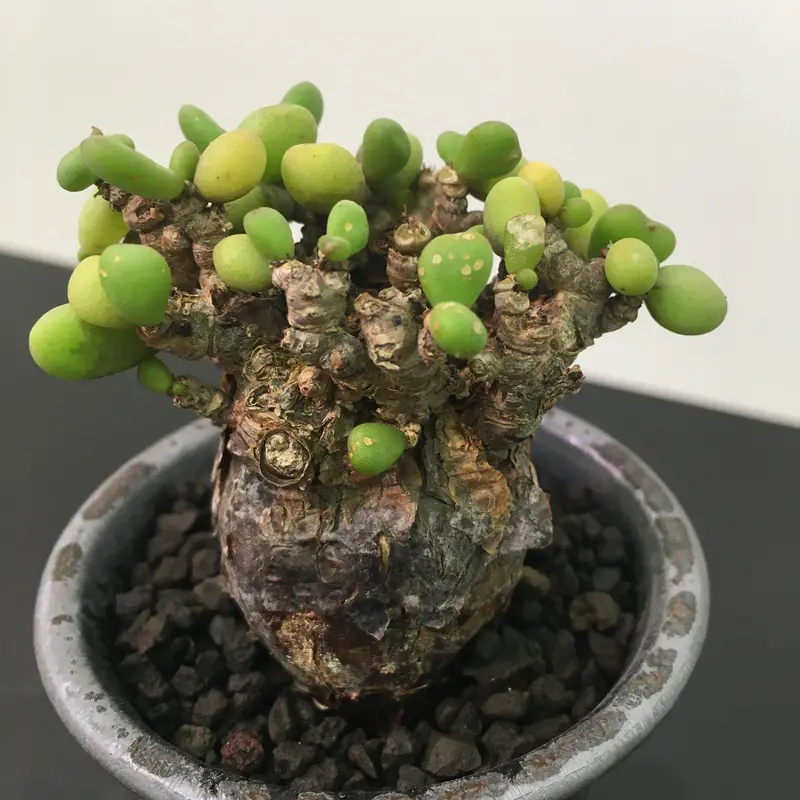 Ceraria pygmaea ケラリア ピグマエア | • BOTAN •