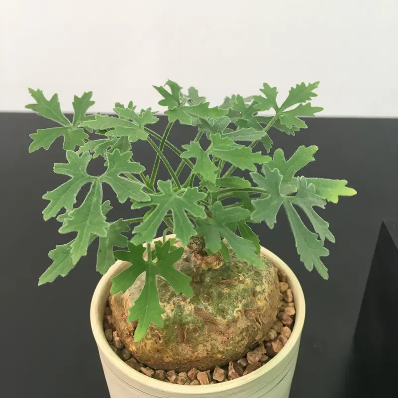 Plant□ジゴシキオス・トリパルチタス/トリパーチタス/Zygosicyos