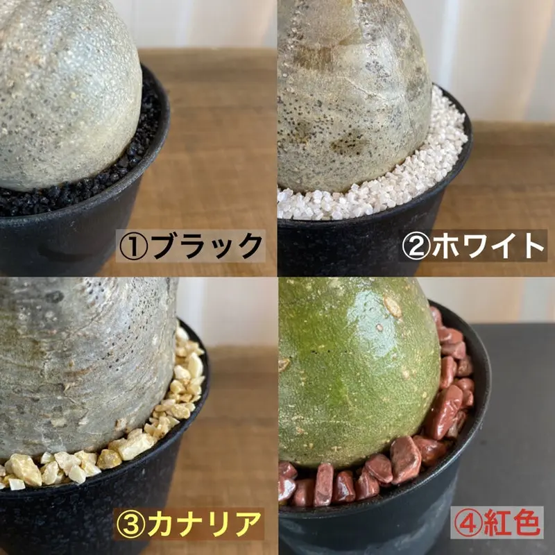 王道チビグラ パキポディウム グラキリス 発根済 王道チビグラ