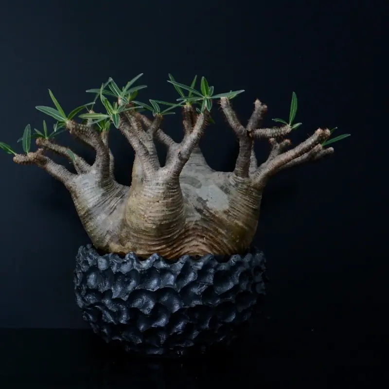 発根済 多頭 グラキリス - 象牙宮 - size XL ［No.16］ × 松野然 作