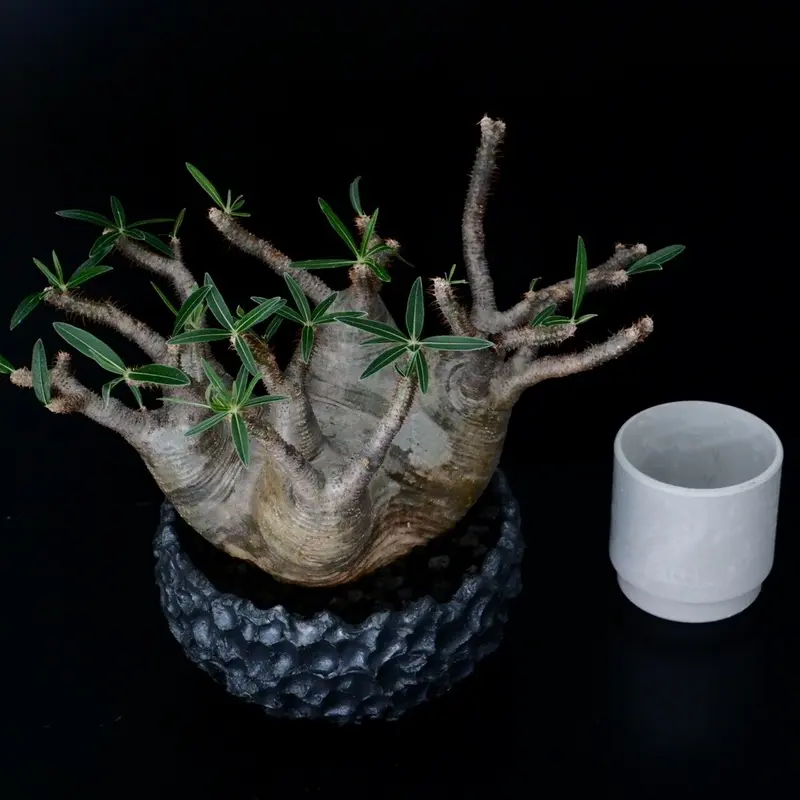 発根済 多頭 グラキリス - 象牙宮 - size XL ［No.16］ × 松野然 作