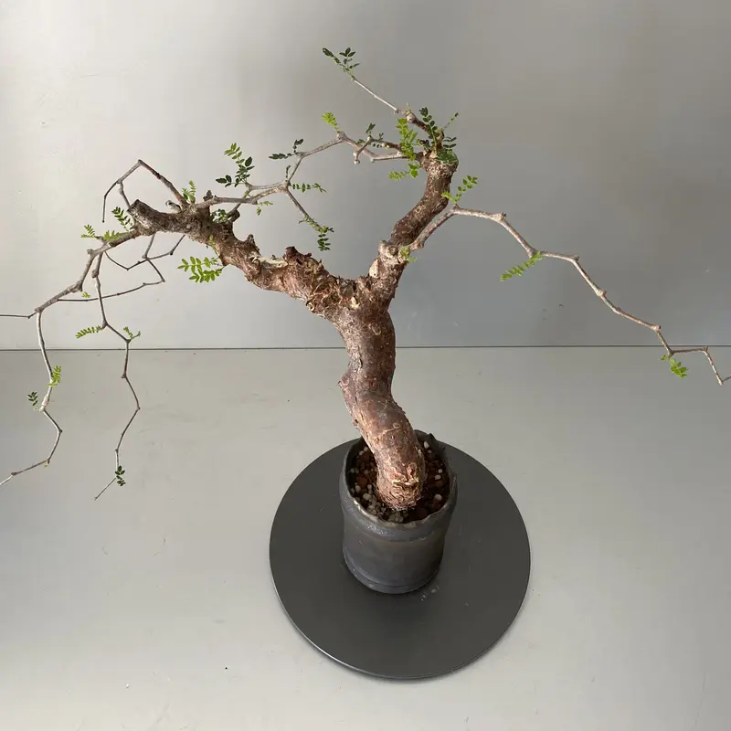 特上美品 コミフォラ モンストローサ 現地株 発根済み - crumiller.com