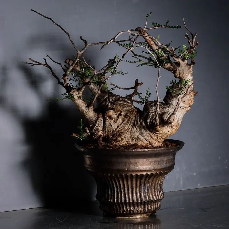 アメリカ通販ファッション 小野瀬一 植木鉢 小物入れ