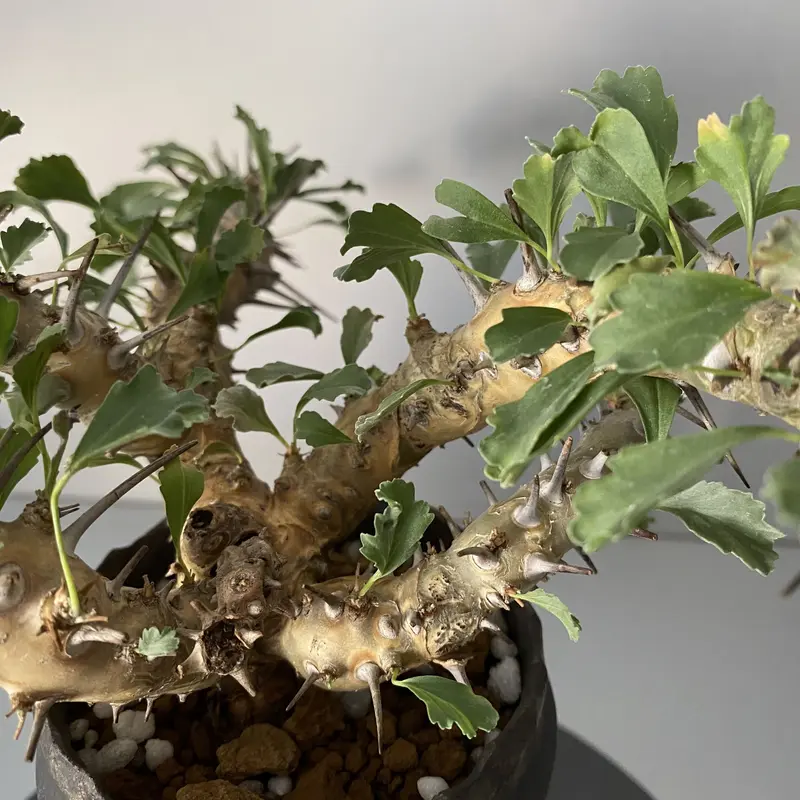 新しいブランド サルコカウロンクラシカウレ 発根済 植物/観葉植物