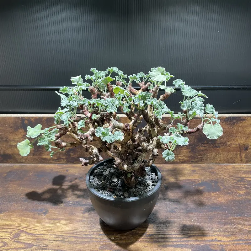 ペラルゴニウム ミラビレ 大株 | Bulb plant Store