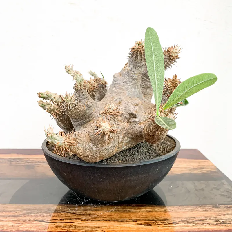 発根済み】パキポディウム・デンシフローラム | caudex.JP