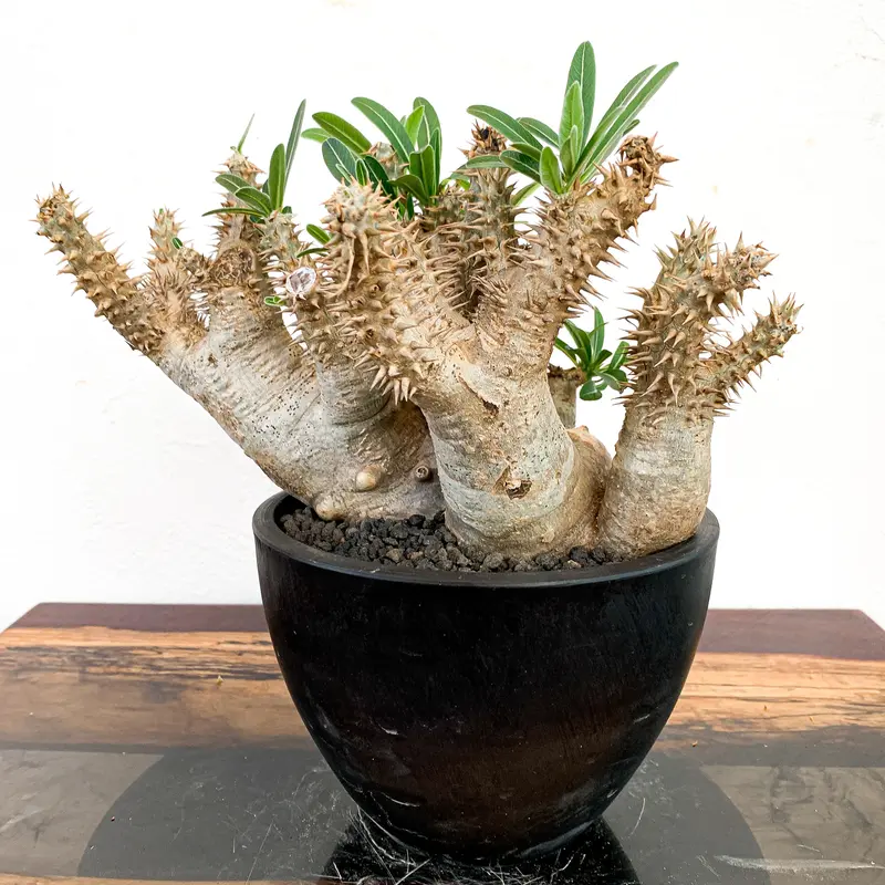 発根済み】パキポディウム・デンシフローラム | caudex.JP