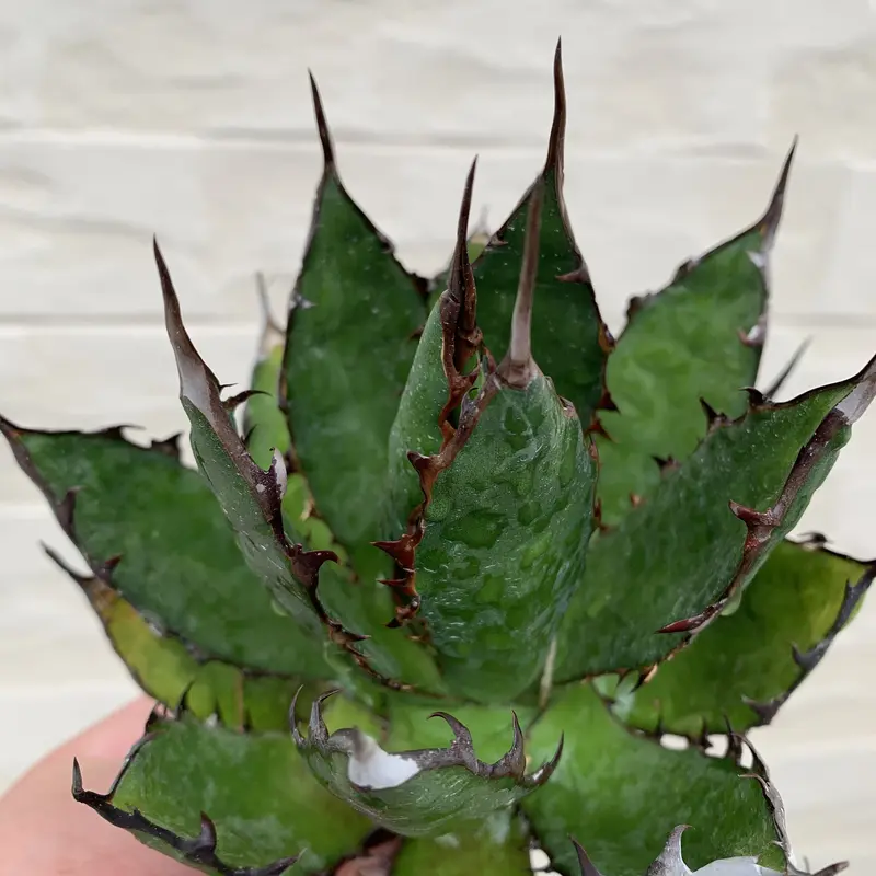 アガベ：ホリダ 7号鉢植え の通販 | 園芸ネット