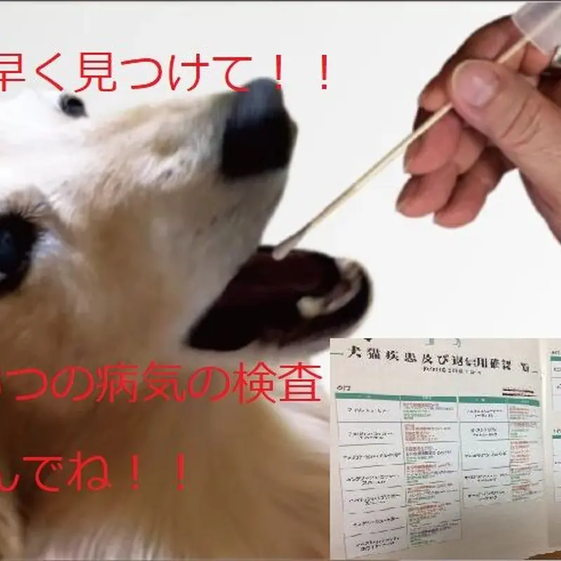 チワワ用「遺伝子検査申込セット」1項目検査できます。 チワワ用「遺伝子検査申込セット」1項目検査できます。