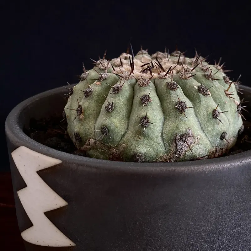 Special Copiapoa】 Copiapoa cinerea コピアポア 短刺黒王丸...