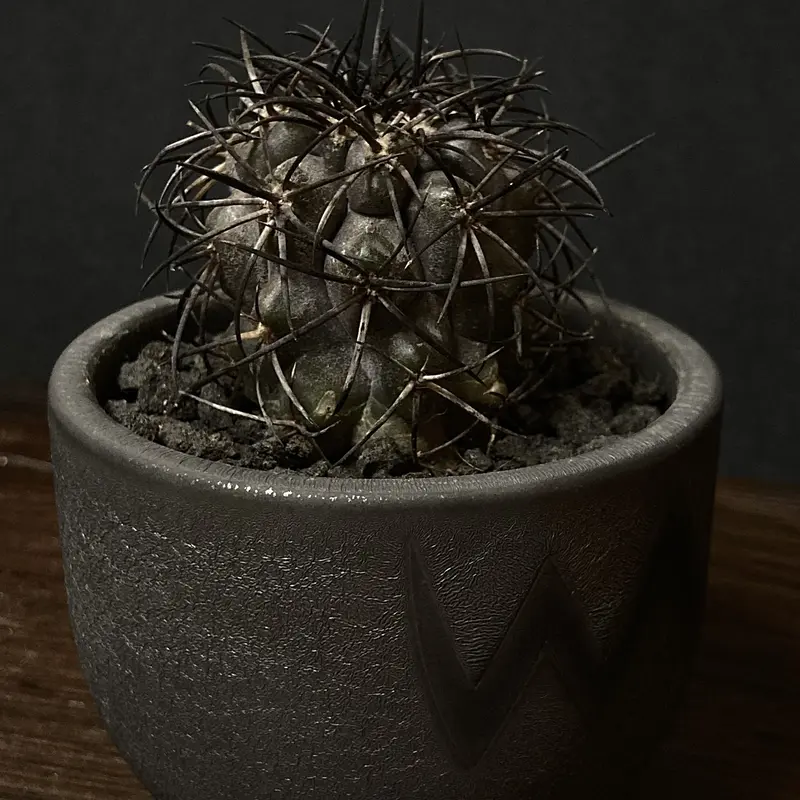 グリセオビオラセア＆valiem コピアポア グリセオビオラセア 【公式通販】