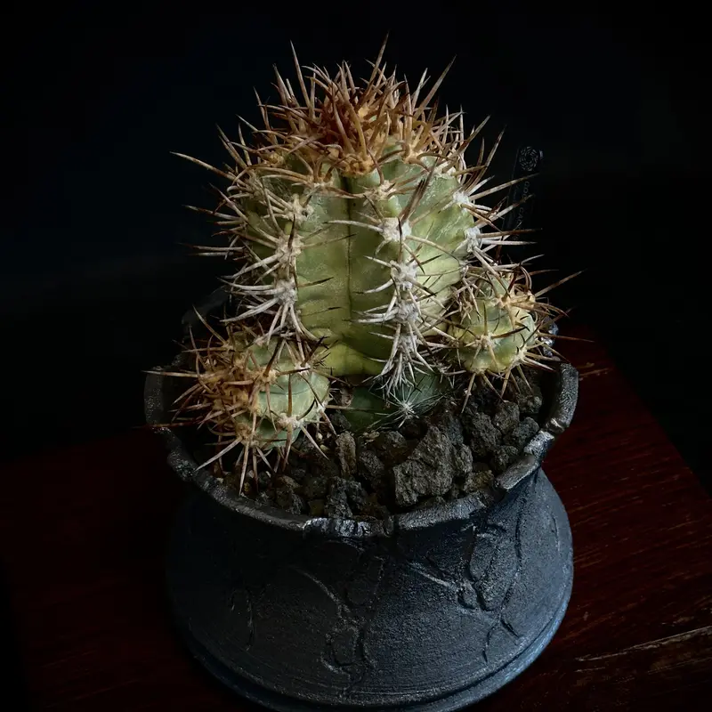 A13様専用 コピアポア ソラリス Copiapoa soralis 品質は非常に良い