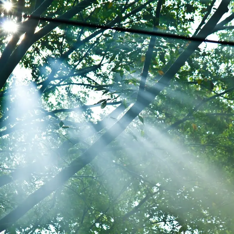 エルフの知恵 人生お悩み 鑑定 開運 霊視 運勢 占い スピリチュアル