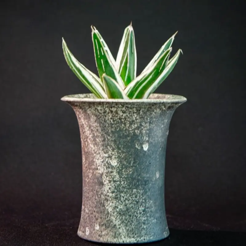 アガベ 氷山 Agave victoriae-reginae 'Hyouzan' | B...