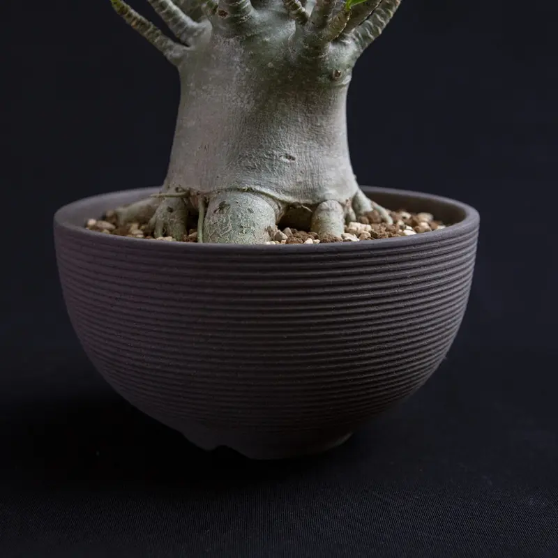 アデニウム アラビカム オクトパス Adenium arabicum | Bloomsbury...