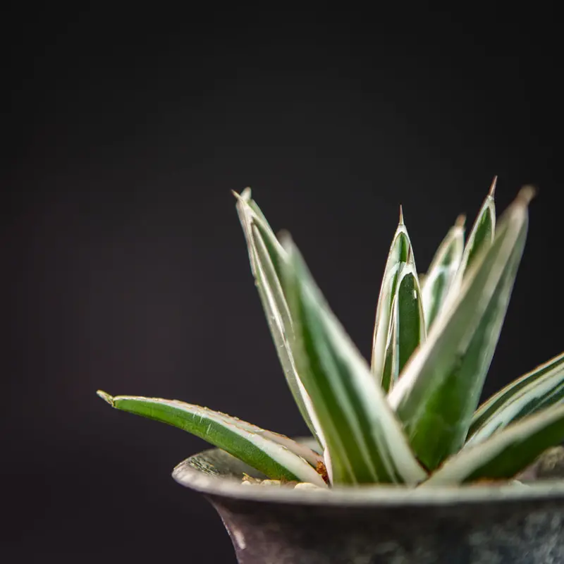 アガベ 氷山 Agave victoriae-reginae 'Hyouzan' | B...
