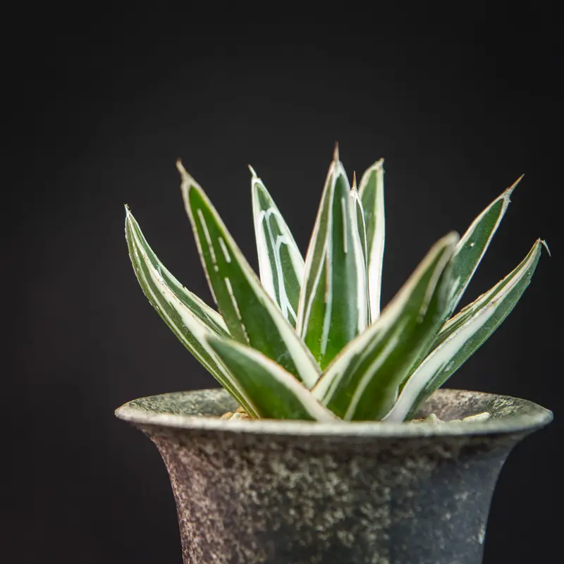 アガベ 氷山 Agave victoriae-reginae 'Hyouzan' | B...