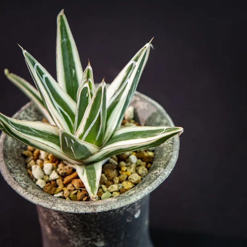 アガベ 氷山 Agave victoriae-reginae 'Hyouzan' | B...