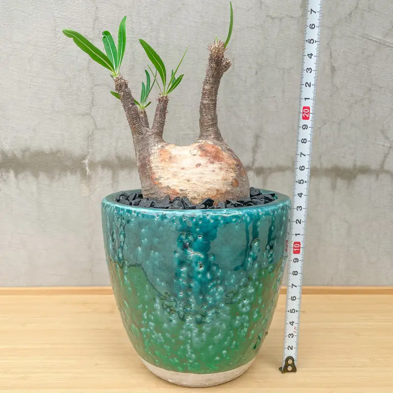 発根済み】グラキリス -Pachypodium rosulatum var. gracili...