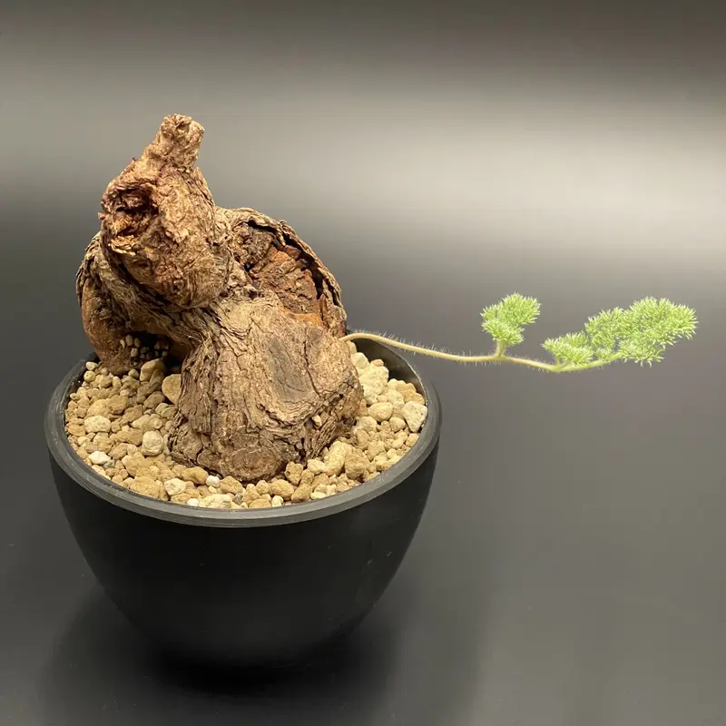 ペラルゴニウム　トリステ ペラルゴニウムトリステ | STORES