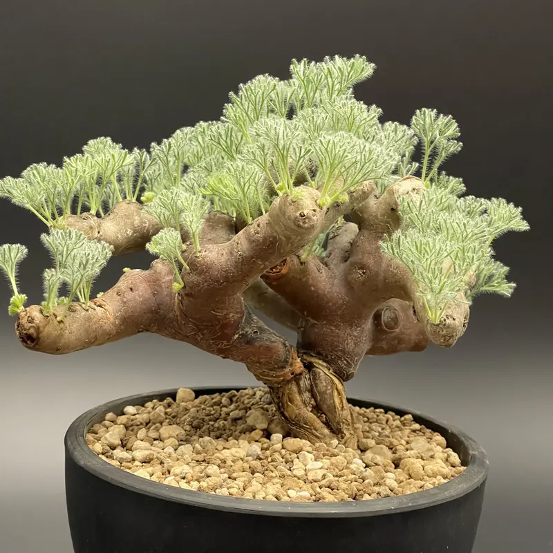 モンソニア ( サルコカウロン ) ムルチフィズム 輸入10年株 現地