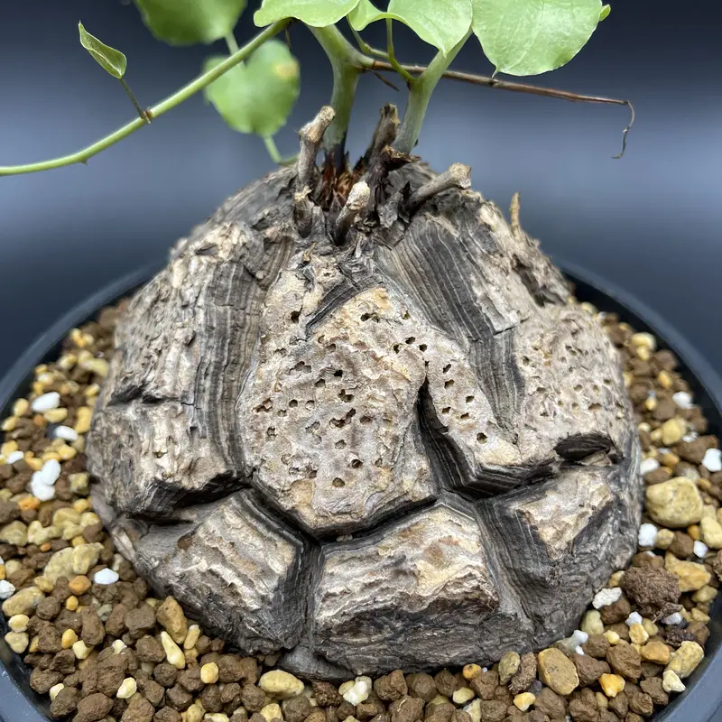 雄株開花【現地球】【発根済】亀甲竜 ディスコレアエレファンティペス