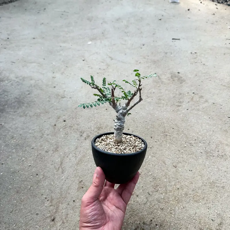 Boswellia neglecta / ボスウェリア ネグレクタ 【微発根】 | GREEN...