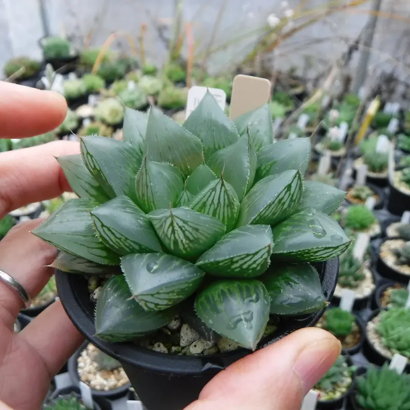 ハオルチア 「ナイルの一滴」 葉挿し繁殖苗 多肉植物
