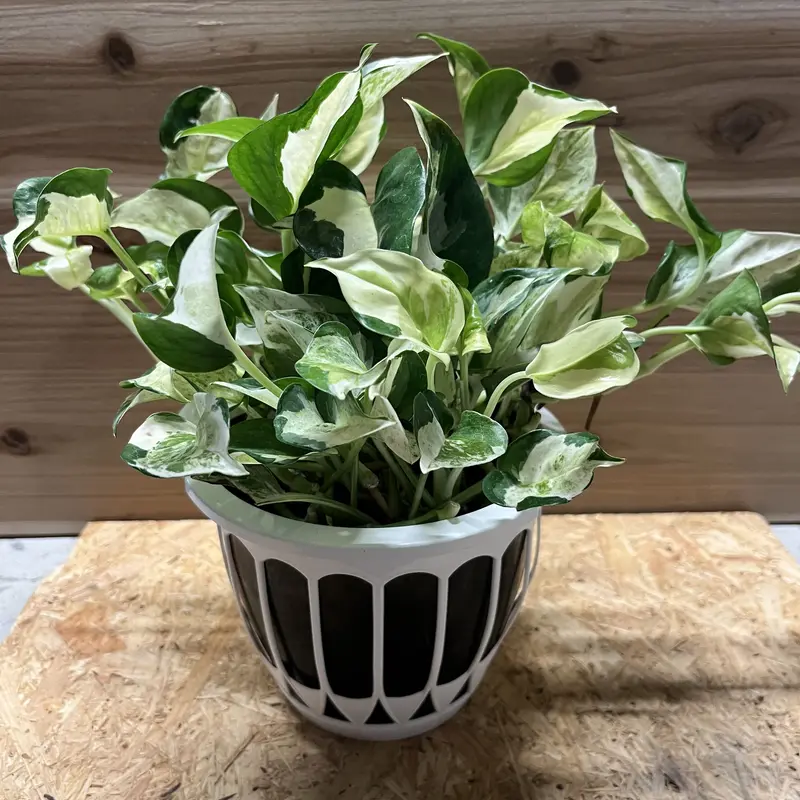 ファッションの ポトスグローバル3.5号ポットごと 2 植物/観葉植物