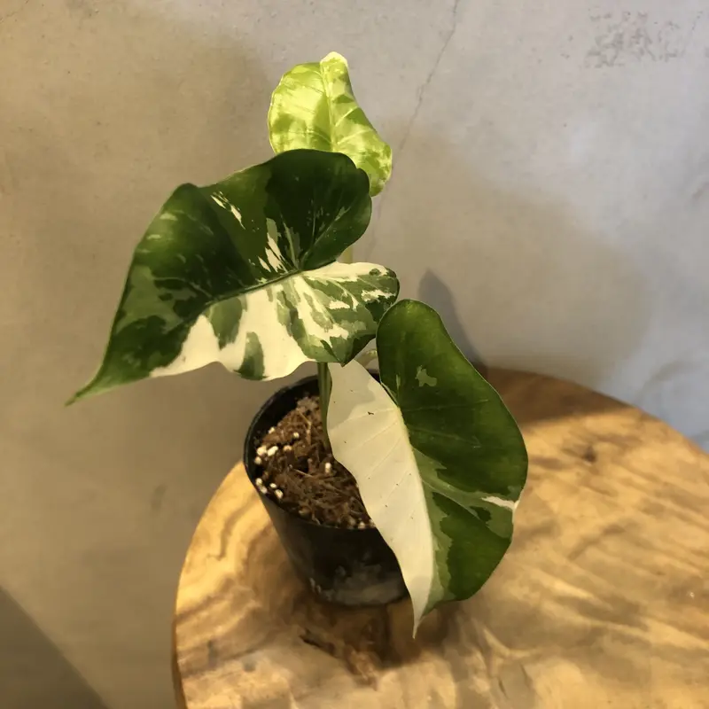 希少】Alocasia odora 'variegata' クワズイモ 斑入（斑入り
