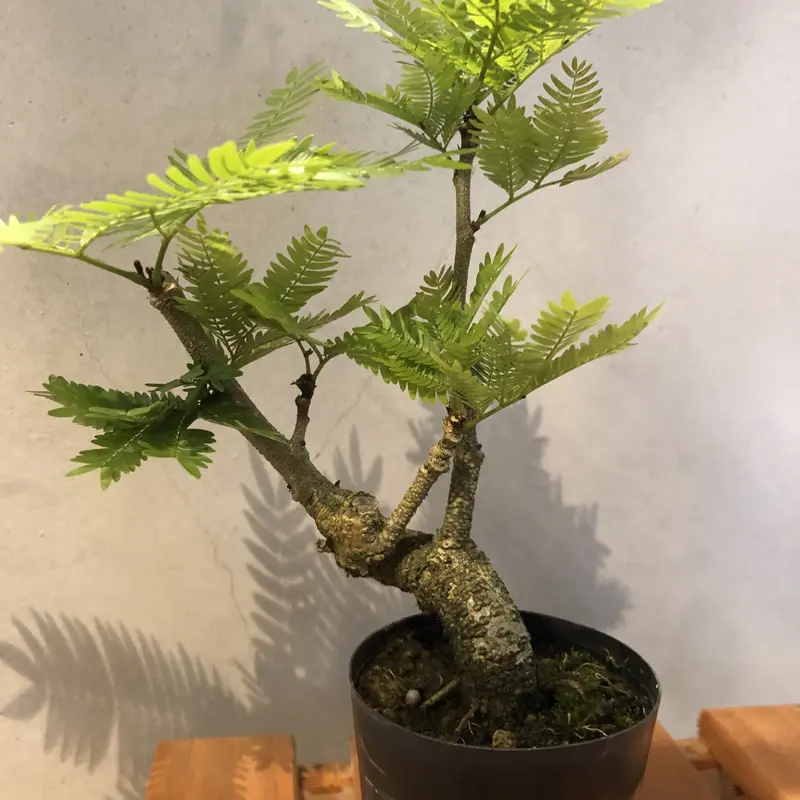 エバーフレッシュ 盆栽仕立て