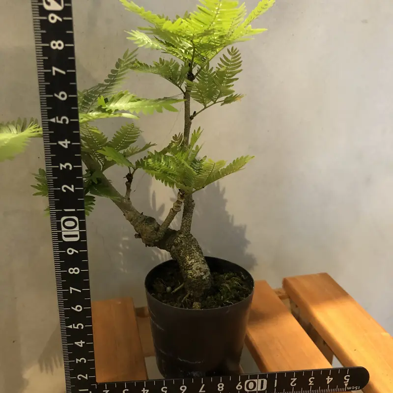 エバーフレッシュ 盆栽仕立て