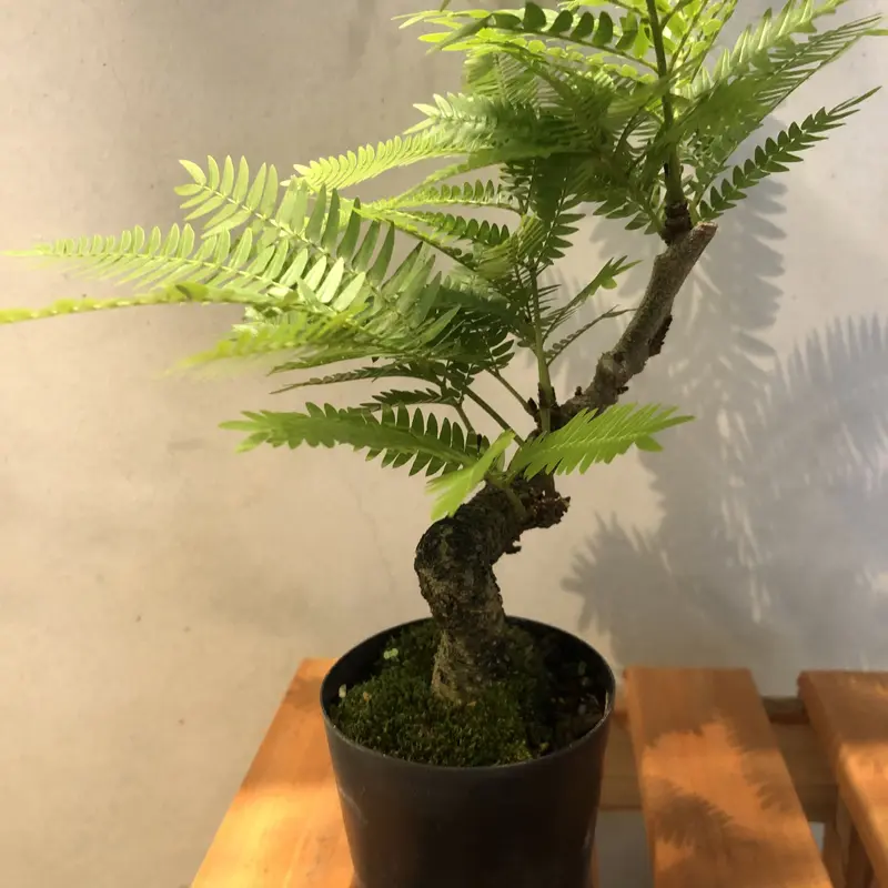 エバーフレッシュ 盆栽仕立て
