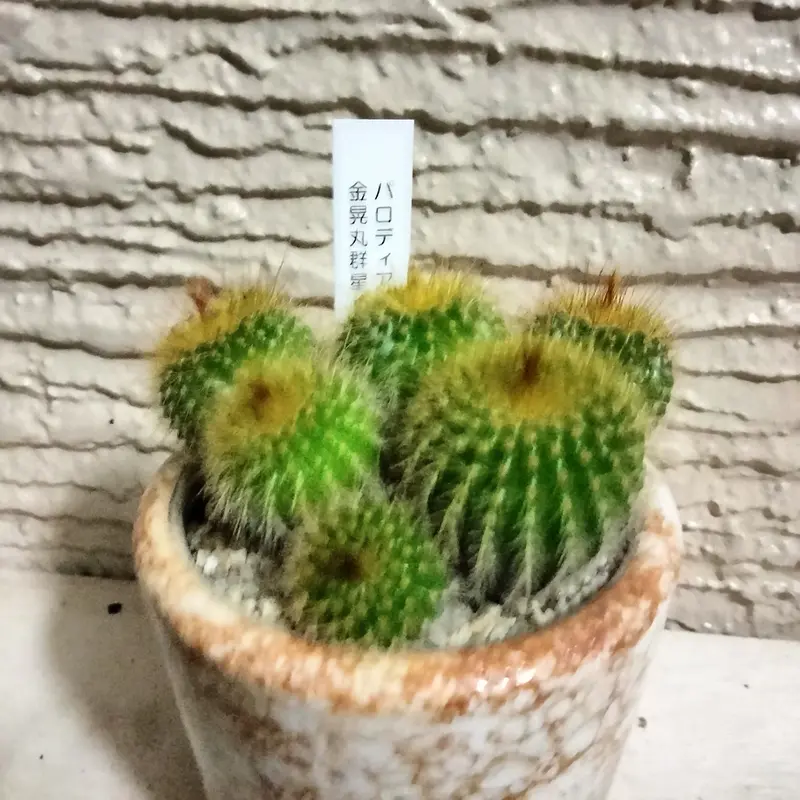サボテン＊すみれ丸＊そのまま飾れます