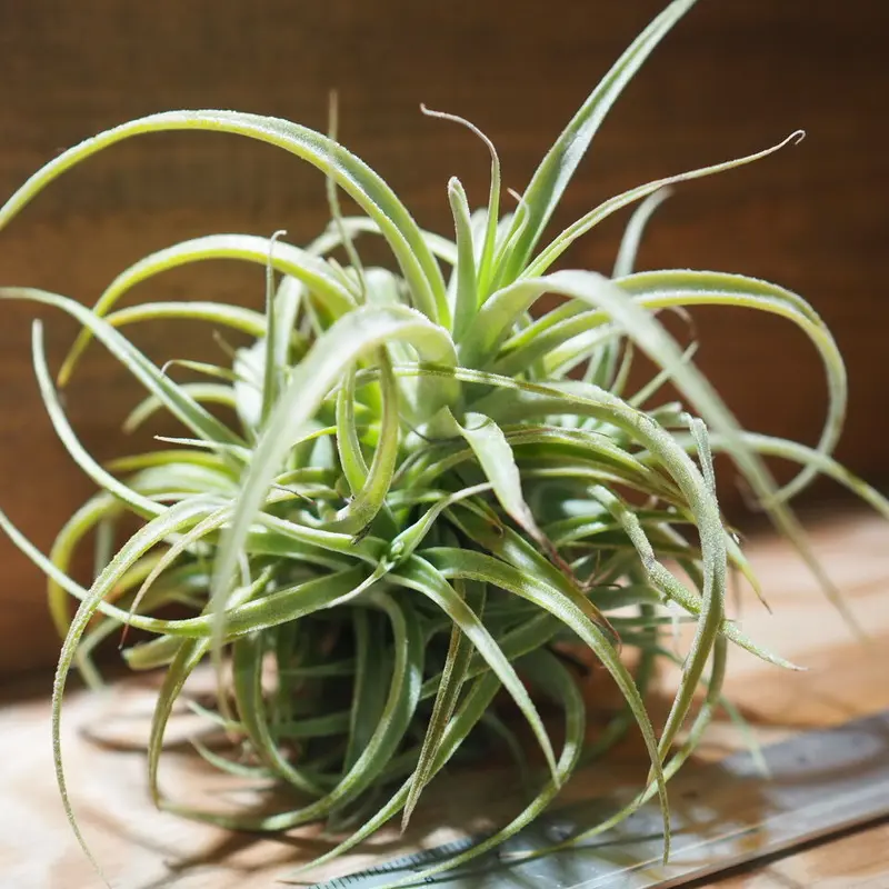 チランジア / カクティコラ × プルプレア CL (T.cacticola × T.purp...