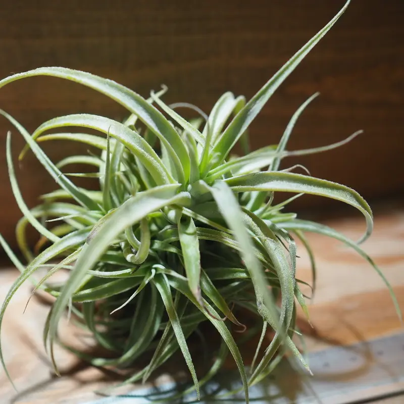 チランジア / カクティコラ × プルプレア CL (T.cacticola × T.purp...