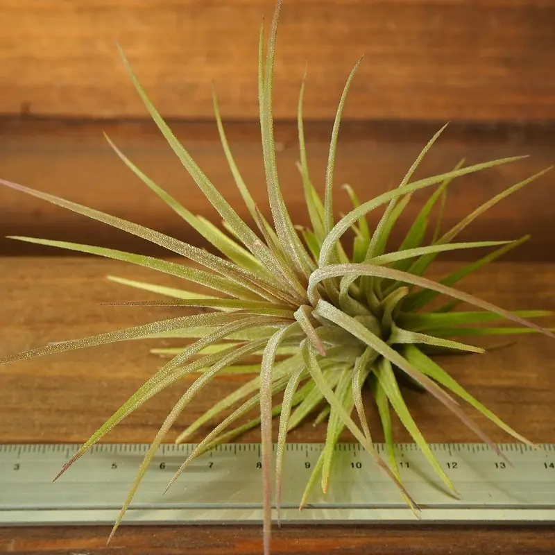 チランジア ／ イオナンタ プレデター (T.ionantha 'Predator') | 常...