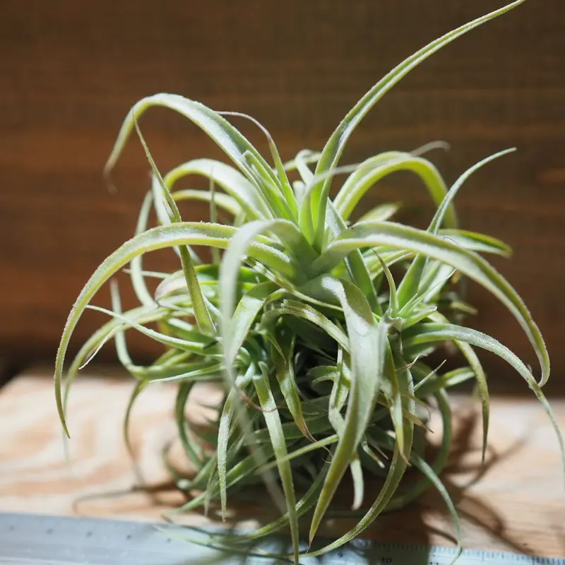 チランジア / カクティコラ × プルプレア CL (T.cacticola × T.purp...