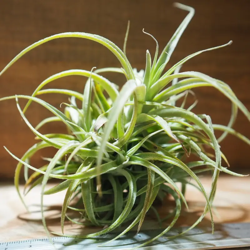 チランジア / カクティコラ × プルプレア CL (T.cacticola × T.purp...