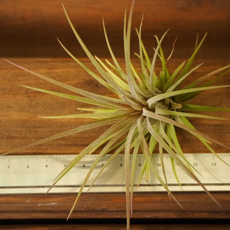 チランジア ／ イオナンタ プレデター (T.ionantha 'Predator') | 常...