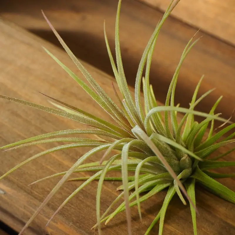チランジア ／ イオナンタ プレデター (T.ionantha 'Predator') | 常...