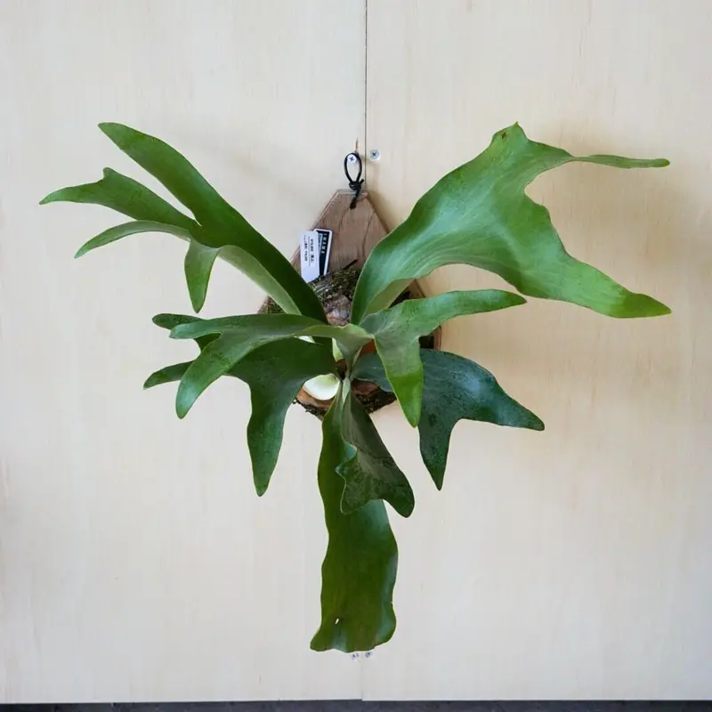 2022.8/5〜】板付ビカクシダ P.hillii panama | IMAMA