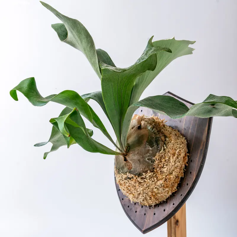 2022.5/6〜】板付ビカクシダ P.hillii panama | IMAMA