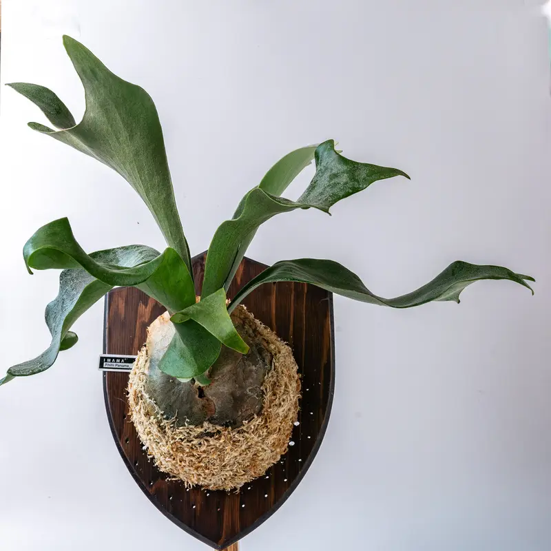 2022.5/6〜】板付ビカクシダ P.hillii panama | IMAMA