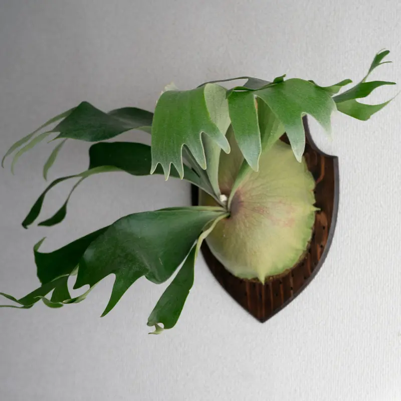 2022.3_25〜】板付ビカクシダ P.hillii Pumila Kew Garden