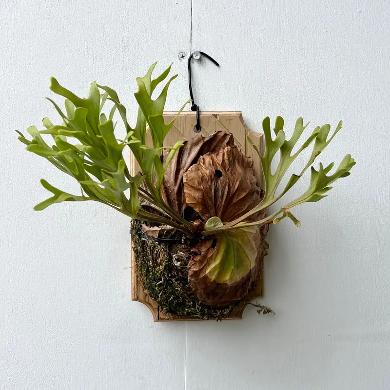 60％OFF】 ビカクシダ リドレイ板付 【P.ridleyi】 植物/観葉植物