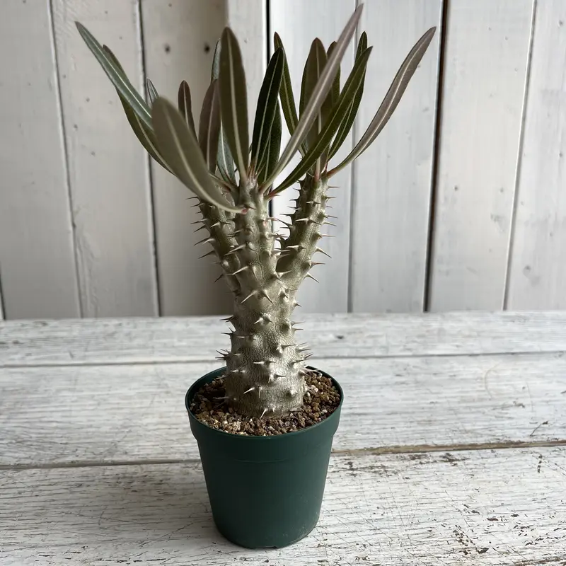 偉大な パキポディウム カクチペスセット 植物/観葉植物 - education