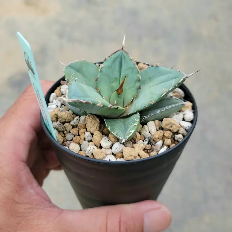 アガベ チタノタ 寛葉厳龍 大株 【公式通販】