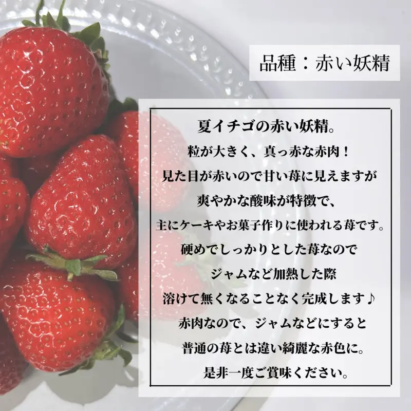 サントスピンク 【減農薬】青森県産 夏イチゴ 中粒・小粒規格外 2kg